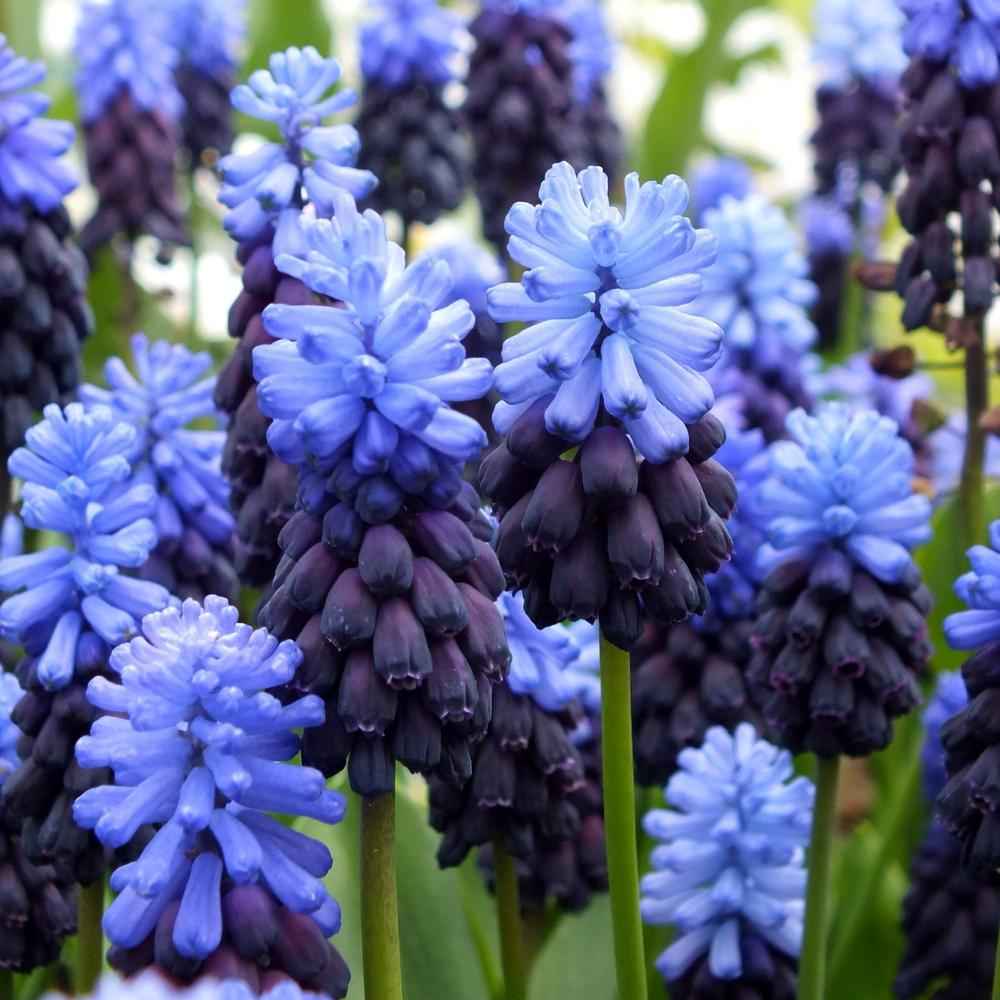 Muscari - Grape Hyacinth - Dusk Maiden
