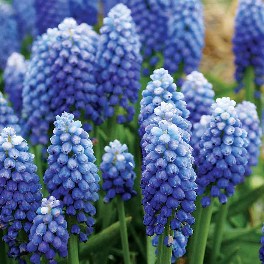 Muscari - Grape Hyacinth - Ocean Maiden