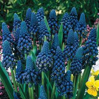 Muscari - Grape Hyacinth - Peacock Maiden