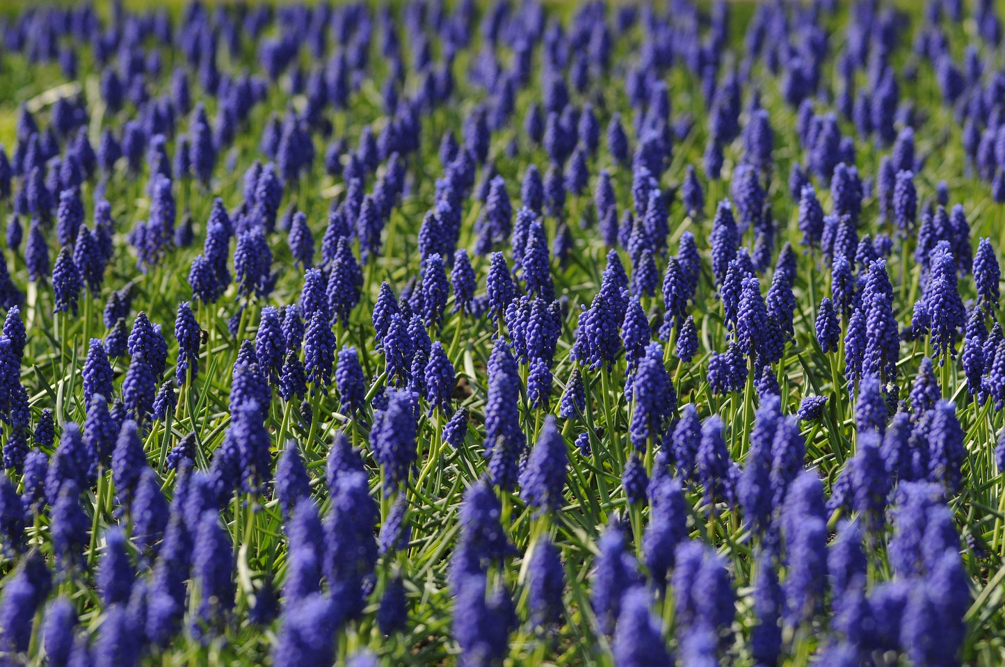 Muscari - Grape Hyacinth Realmdrop Shop