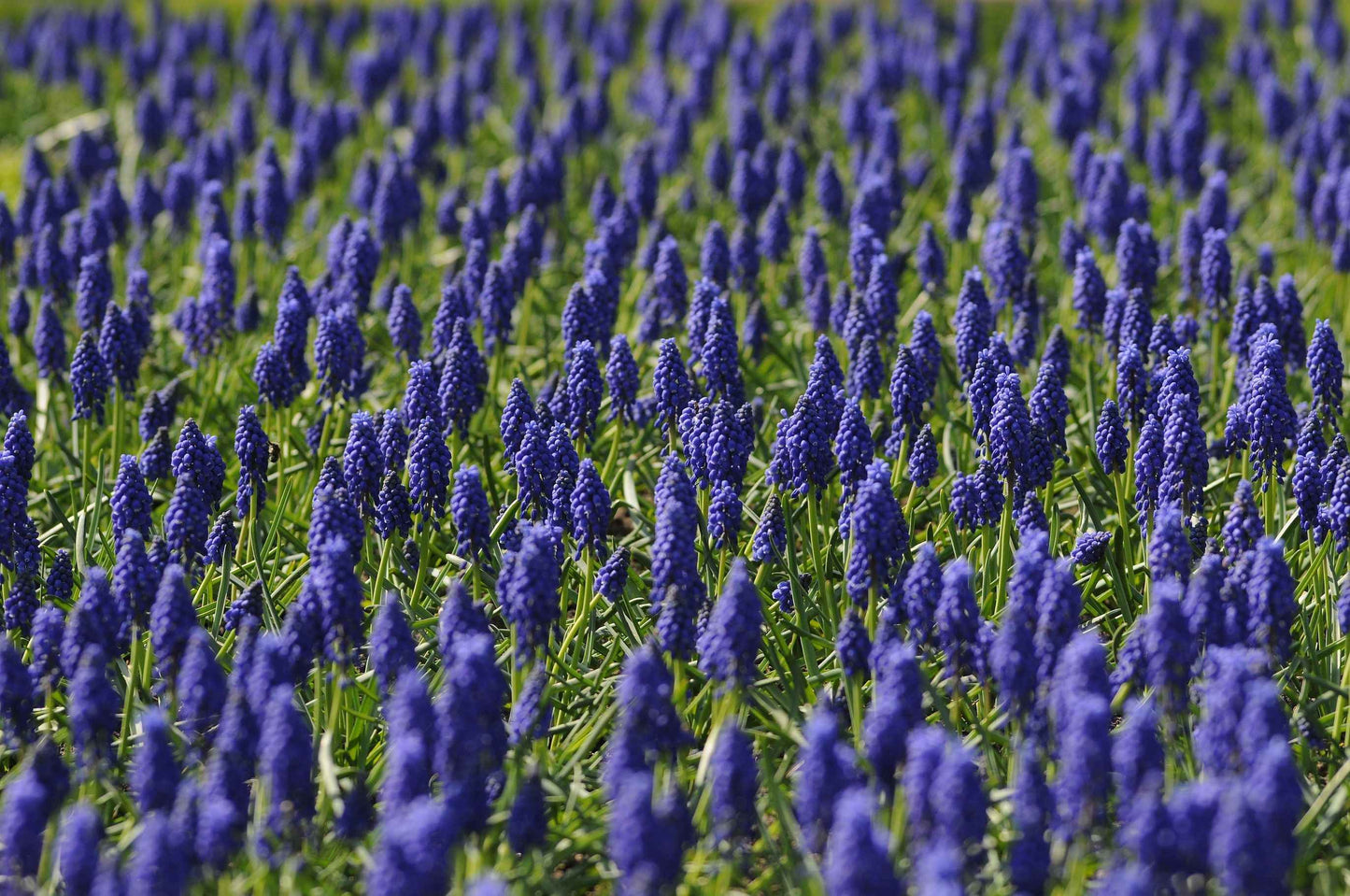 Muscari - Grape Hyacinth