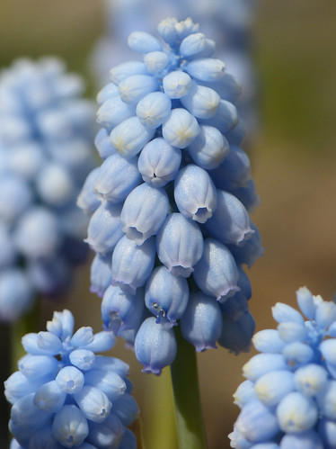 Muscari - Grape Hyacinth - Sky Maiden