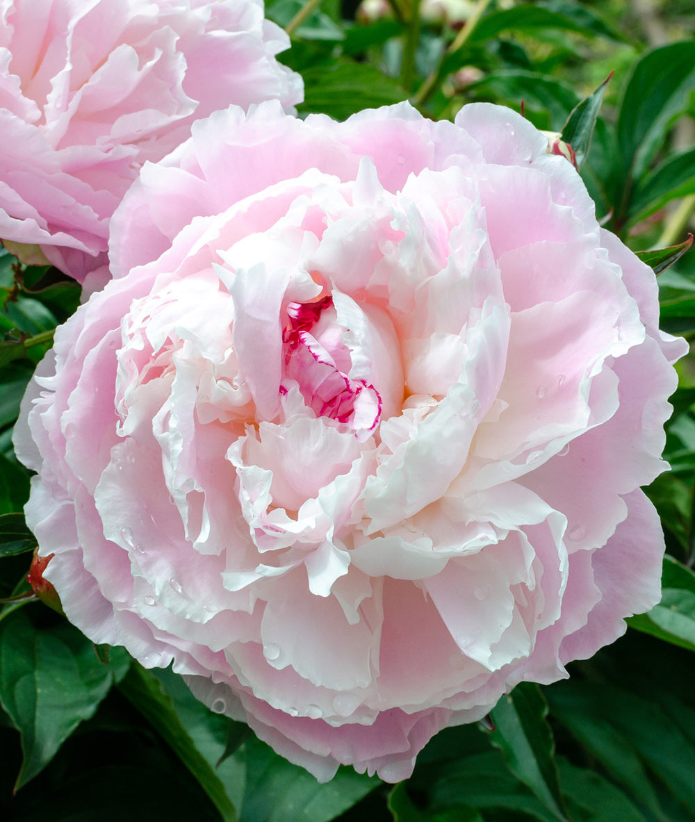 Peony - Fragrant - Shirley Temple - Pale Pink and White