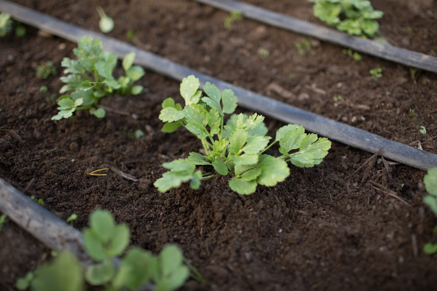 Persian Buttercup 'Ranunculus' - Mixed Colors Realmdrop Shop
