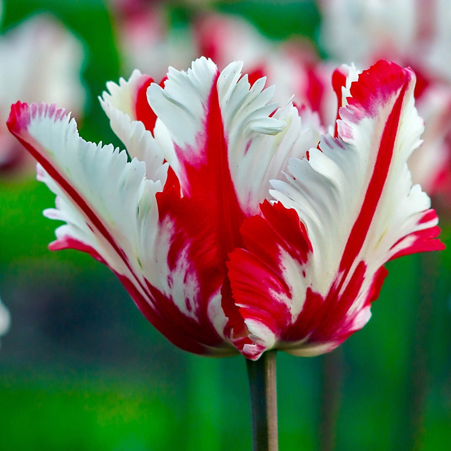 Tulip Parrot - Strawberry Creme - Realmdrop Shop