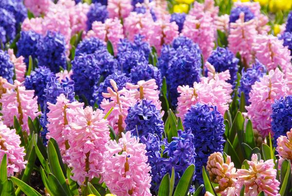 Fragrant Hyacinth Bundle - Pink and Blue