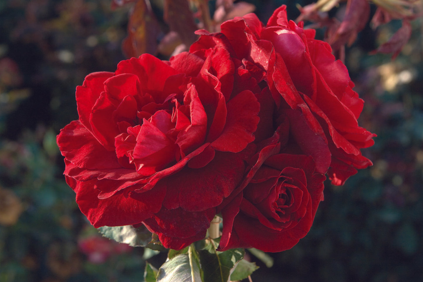 Rose - Climbing - Don Juan