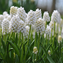 Load image into Gallery viewer, Muscari - Grape Hyacinth - White Pearl Maiden
