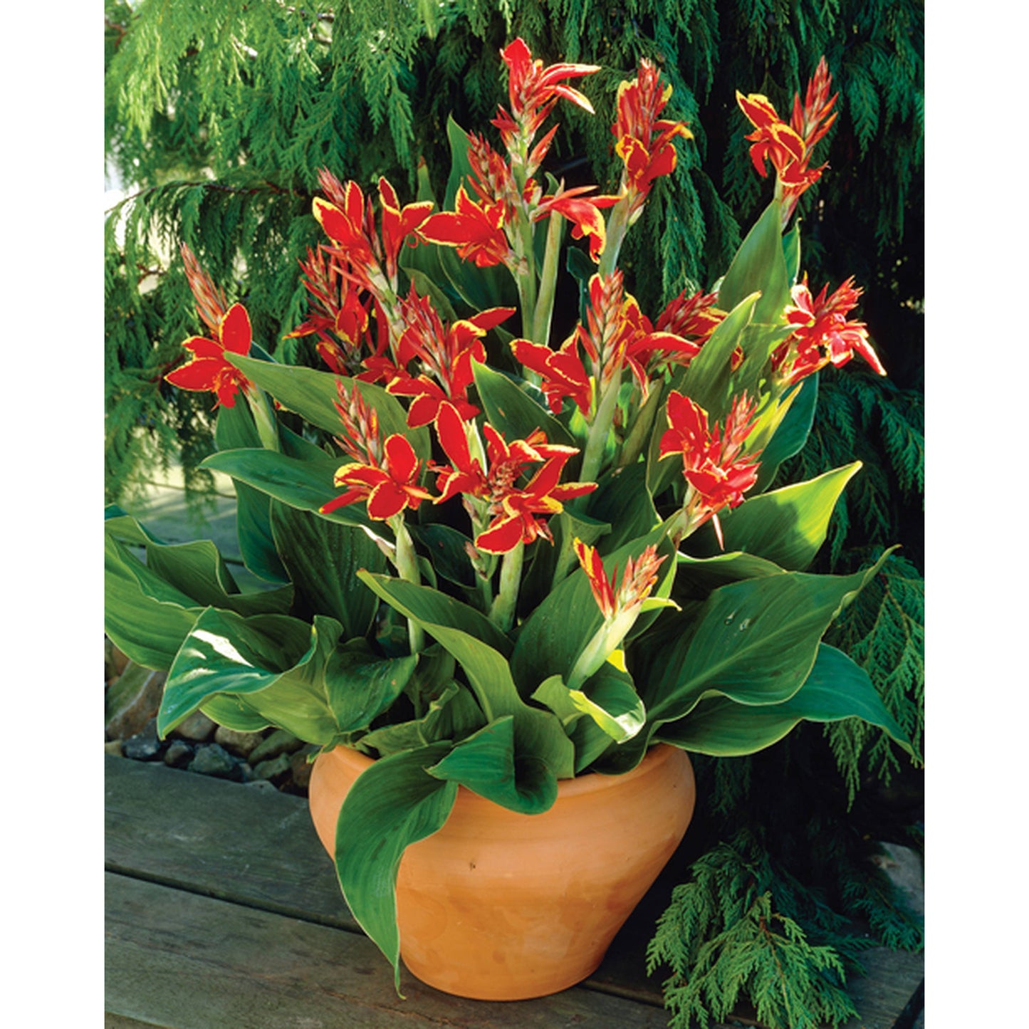 Canna Lily - Dwarf - Golden Red