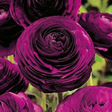 Load image into Gallery viewer, Persian Buttercup &#39;Ranunculus&#39; - Maleficent Purple
