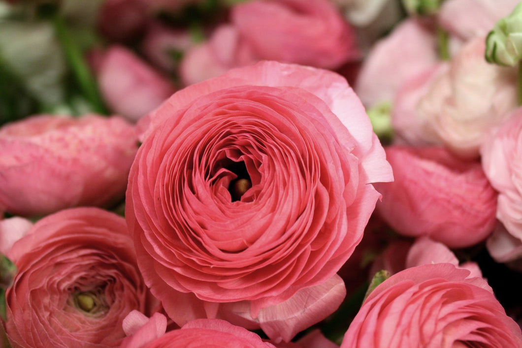 Persian Buttercup 'Ranunculus' - Rose Blush