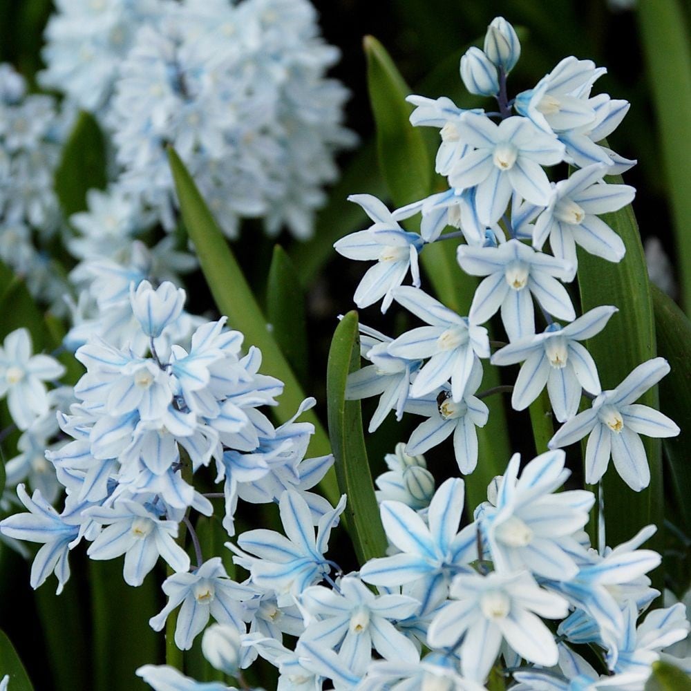 Siberian Squill - The Mini Hyacinth Realmdrop Shop