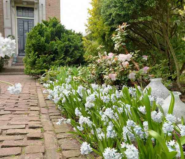 Siberian Squill - The Mini Hyacinth