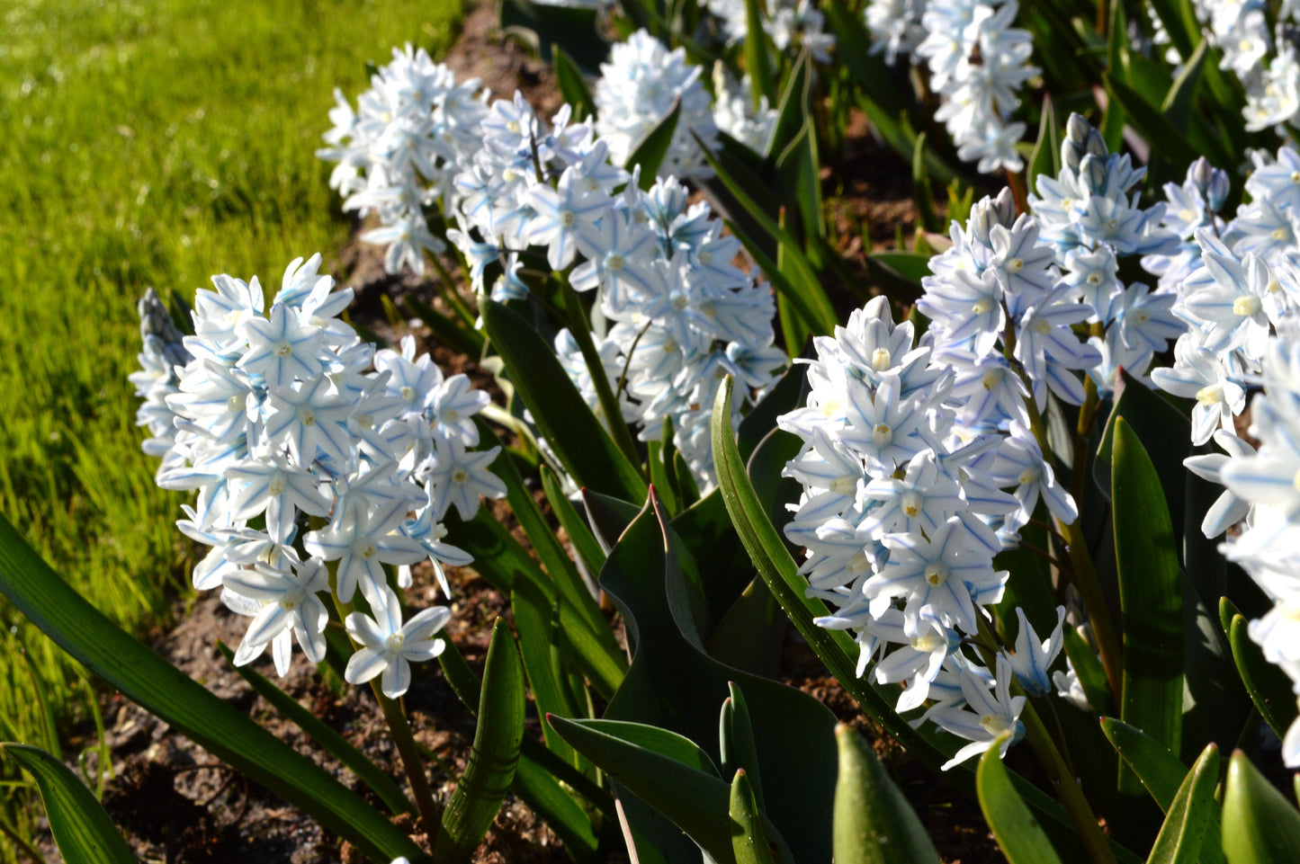 Siberian Squill - The Mini Hyacinth Realmdrop Shop