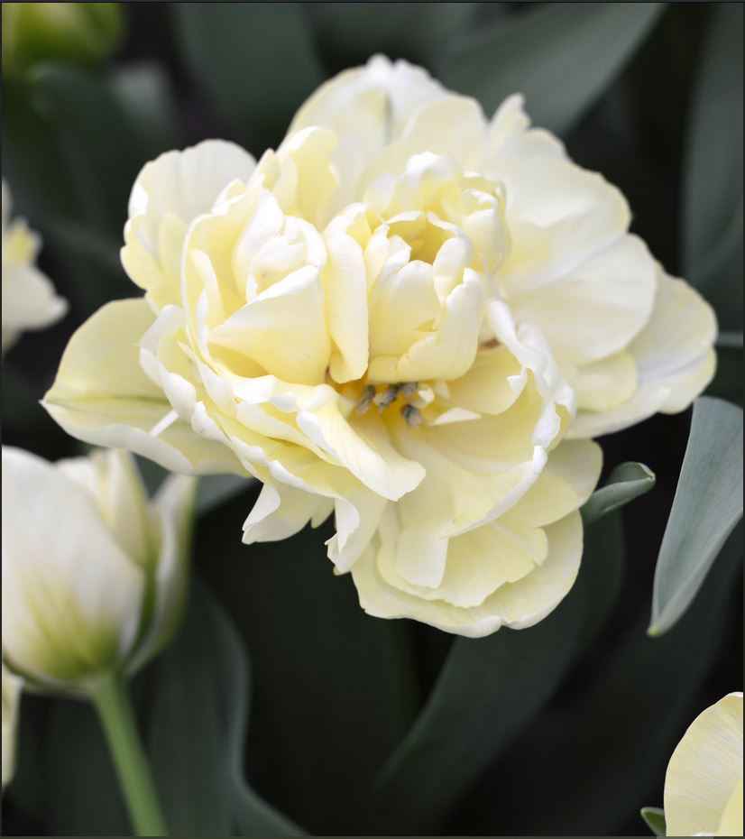 Tulip Avante Garde