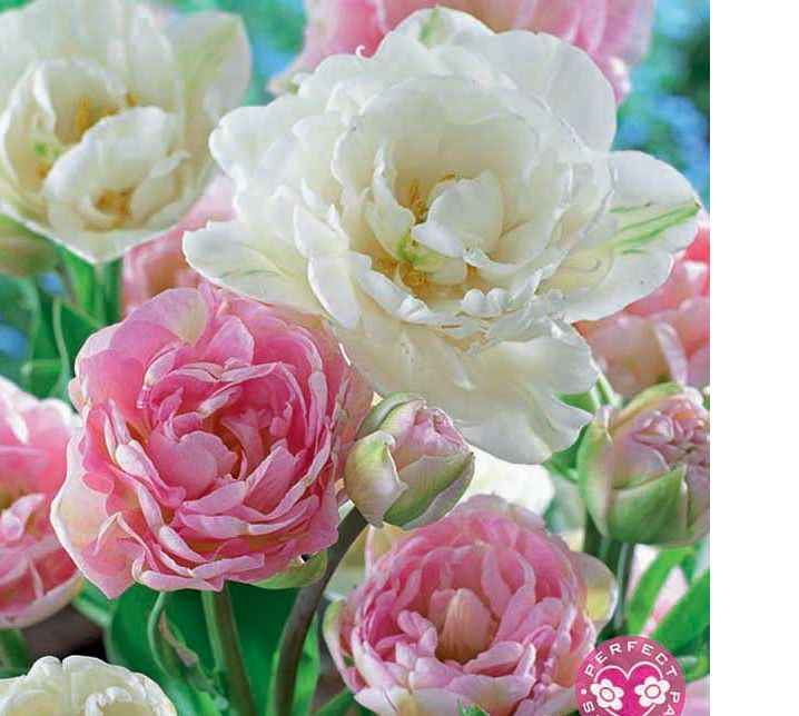 Tulip Bundle Cheerful Princess - 'Sakura' and 'Noori'