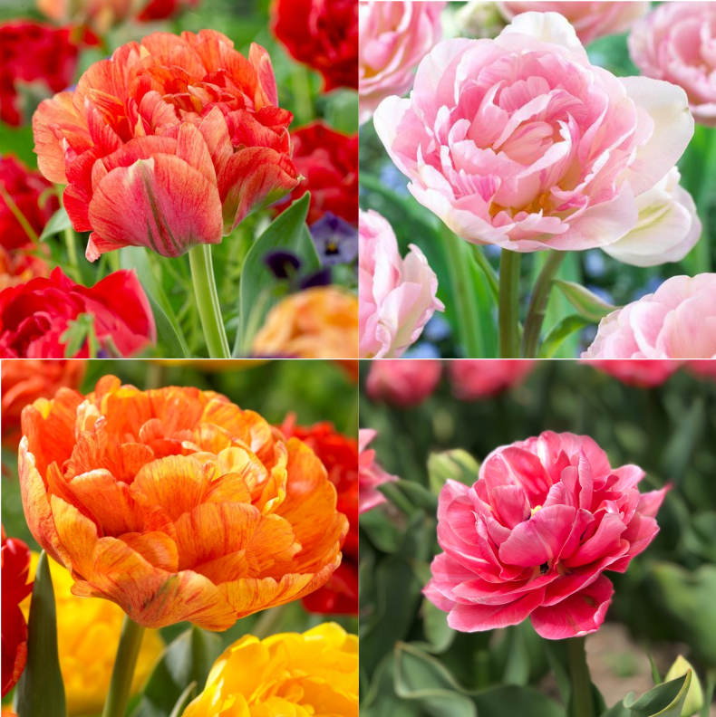 Tulip Bundle - Double Late Princess Ball