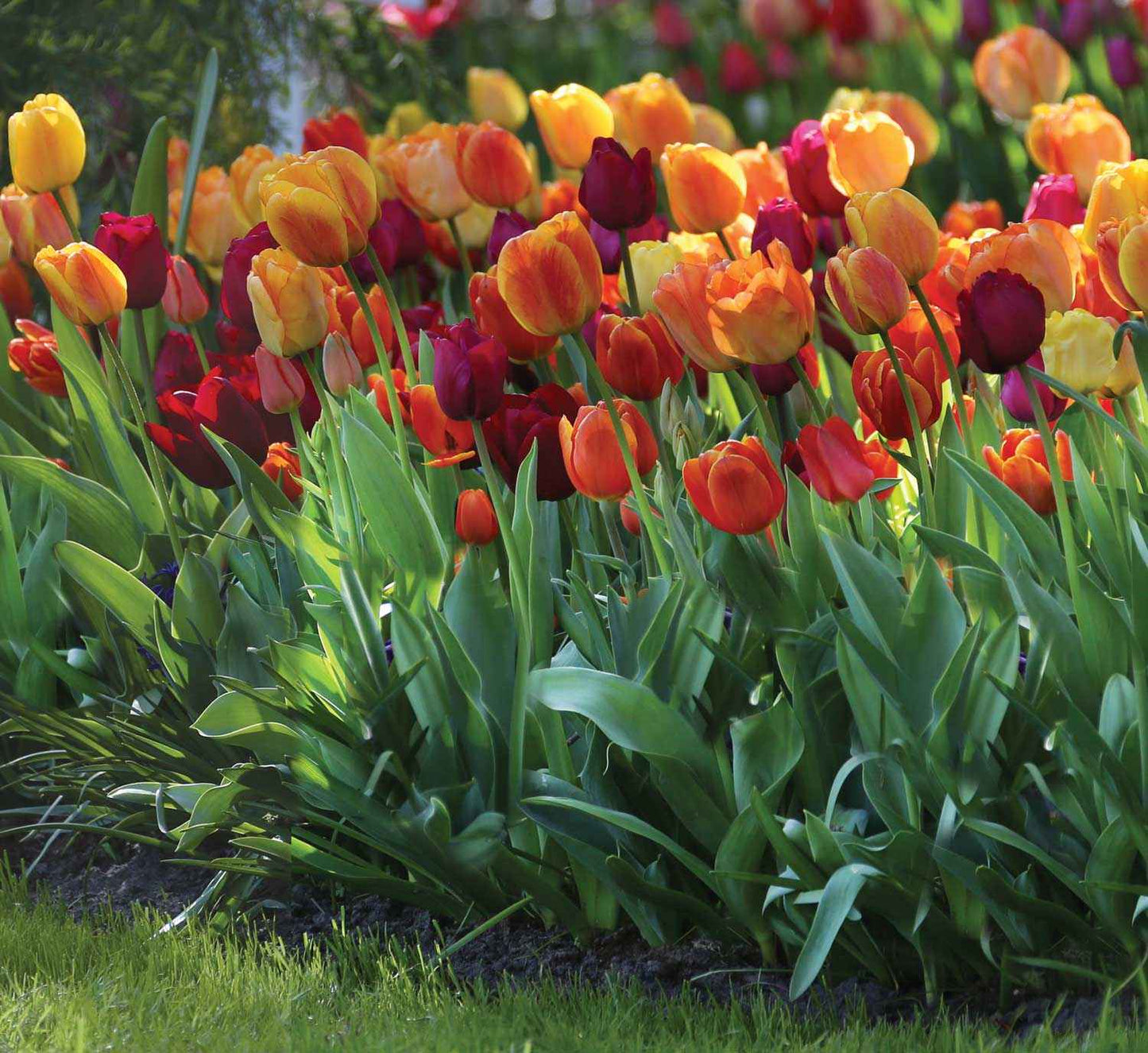 Tulip Bundle - Season long Blooms