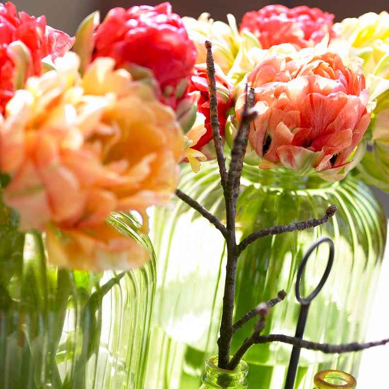 Tulip Bundle Sunset Princesses