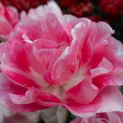 Tulip Late Pink Princess 'Rani'
