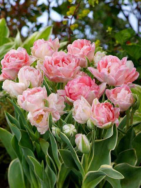 Tulip Late Pink Princess 'Sakura'