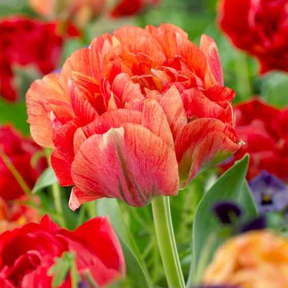 Tulip Late Sun Princess 'Scarlett'