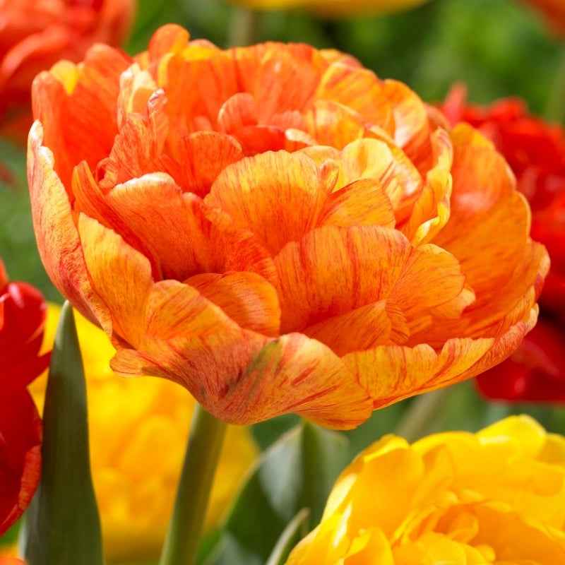 Tulip Late Sun Princess 'Solaris'