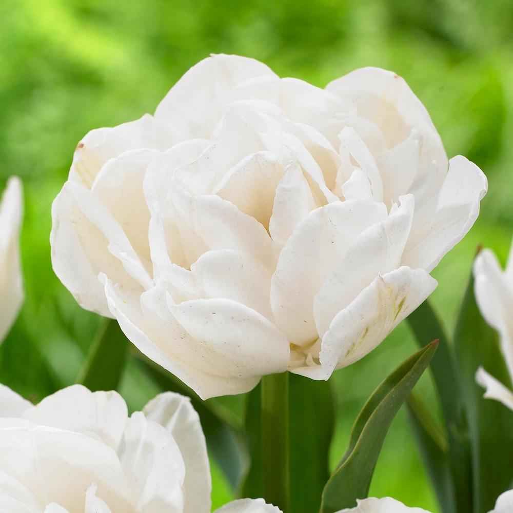Tulip Late White Princess 'Noori'