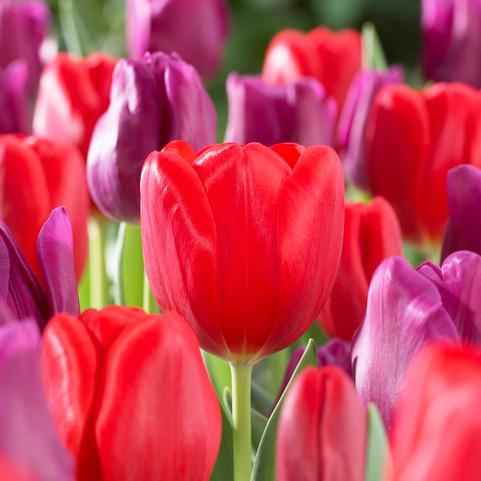 Tulip Triump Bundle - Valentines Day