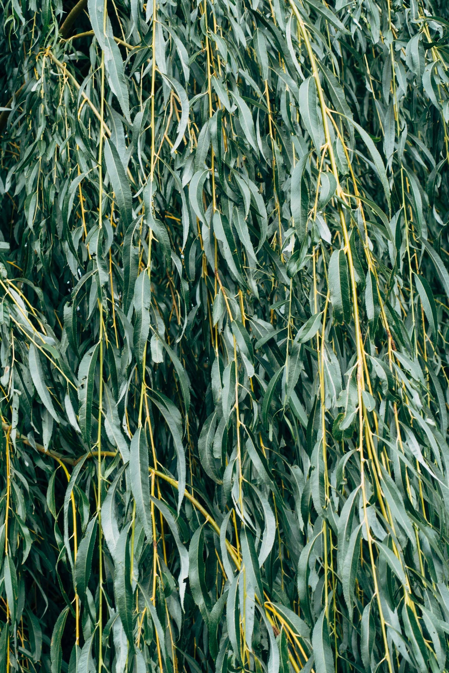 Weeping Willow Tree