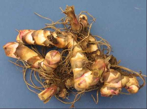 Yellow Canna Lily Rhizome/Bulb