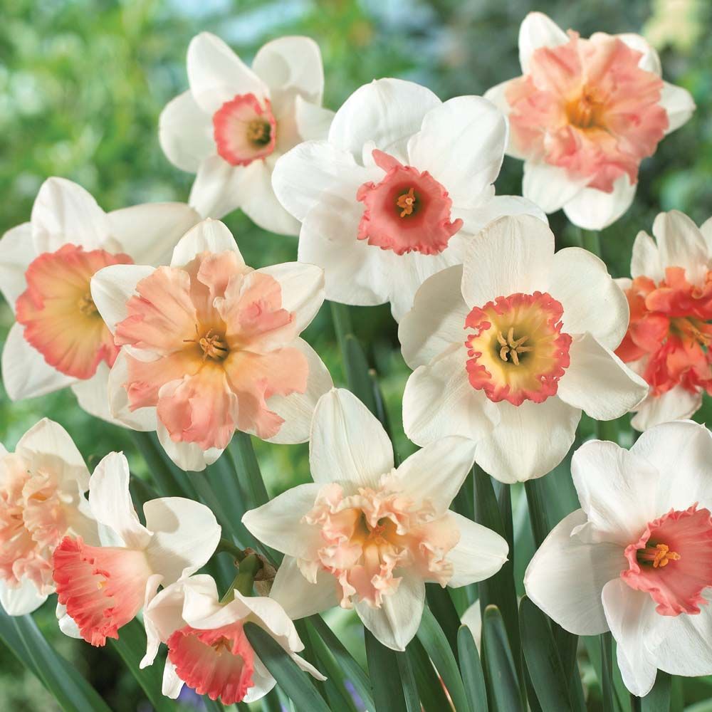 Daffodil - Bundle of Pink Joy