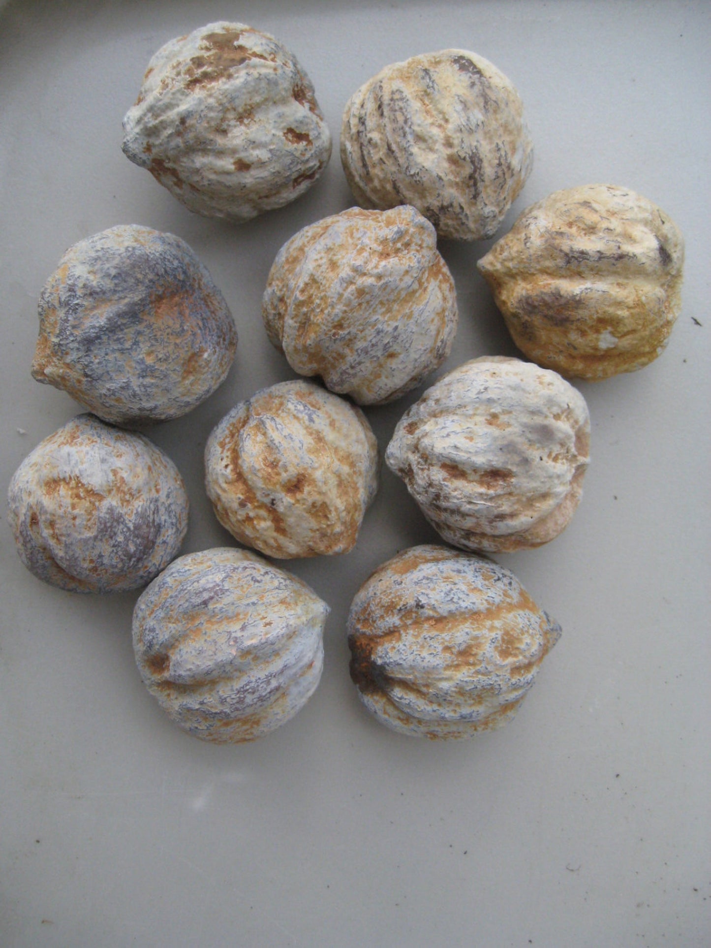 Kukui Seeds