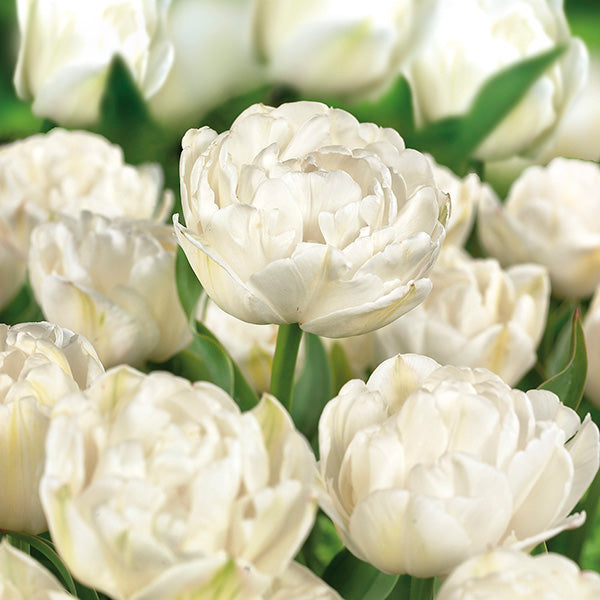 Tulip Late White Princess 'Noori'