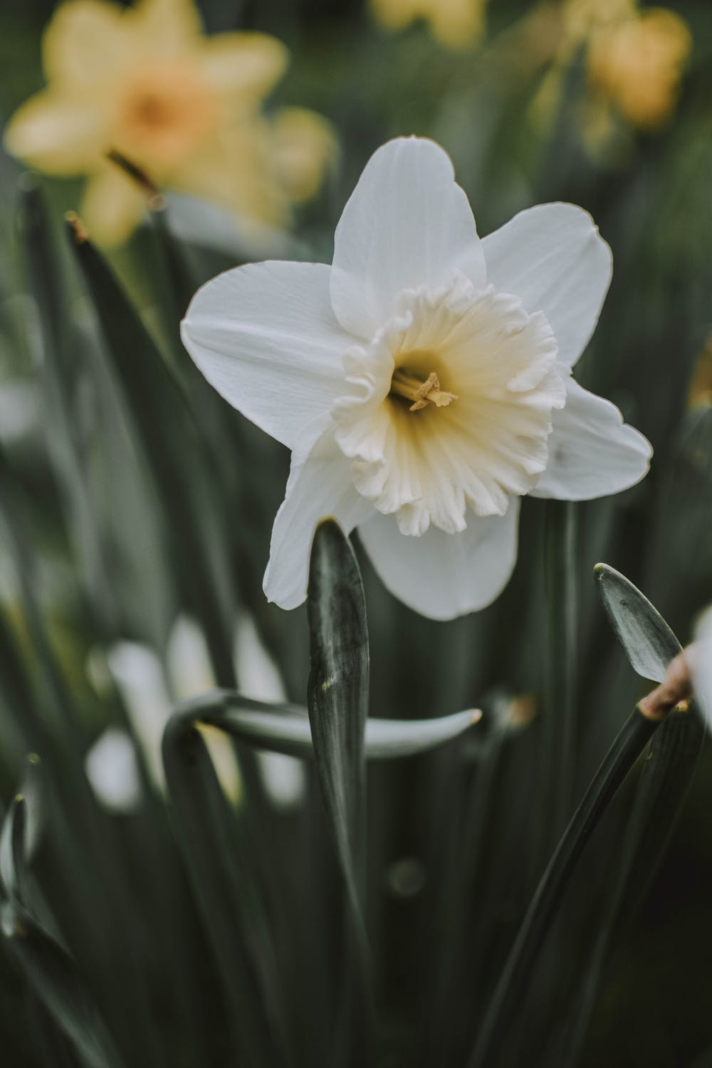 Daffodil - White