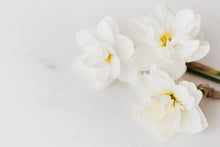 Load image into Gallery viewer, Daffodil - White Fluffle
