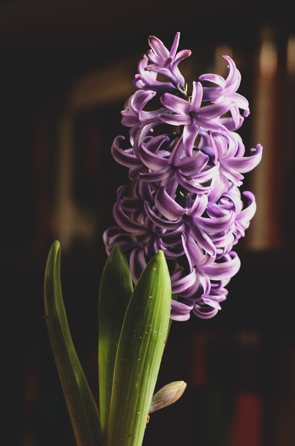 Fragrant Hyacinth - Lavender