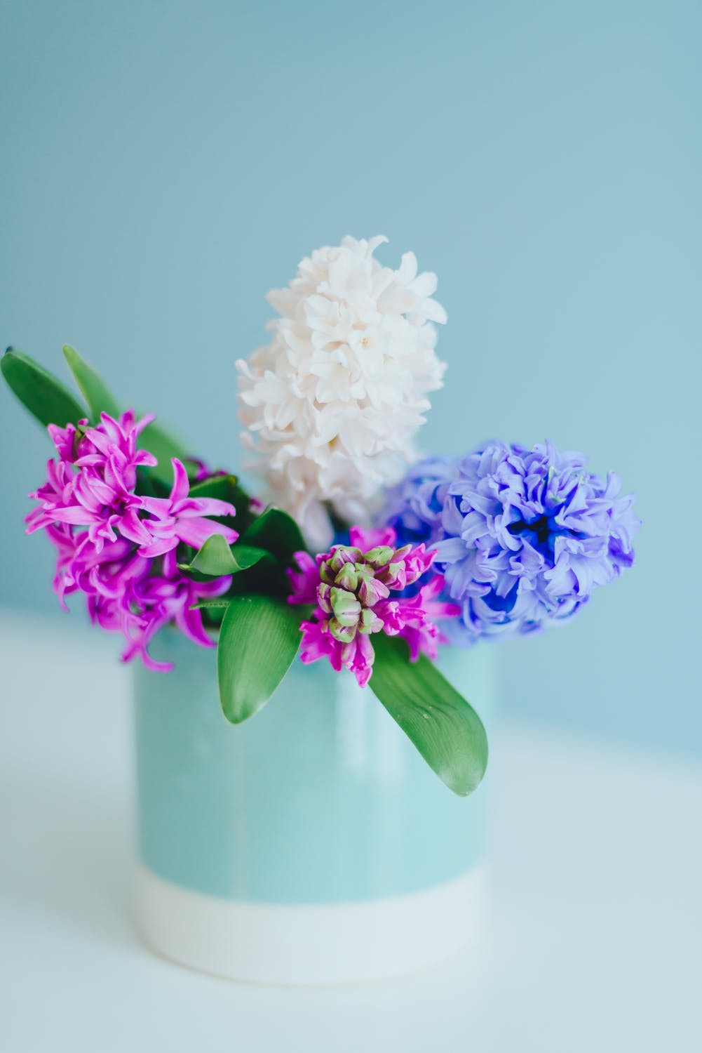 Fragrant Hyacinth Bundle - Diamond Hues
