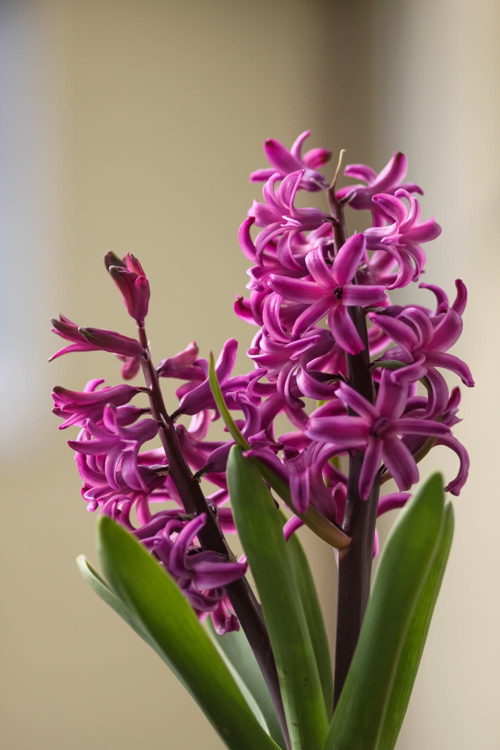 Fragrant Hyacinth - Magenta