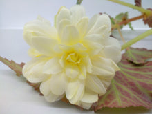 Load image into Gallery viewer, Begonia - Yellow
