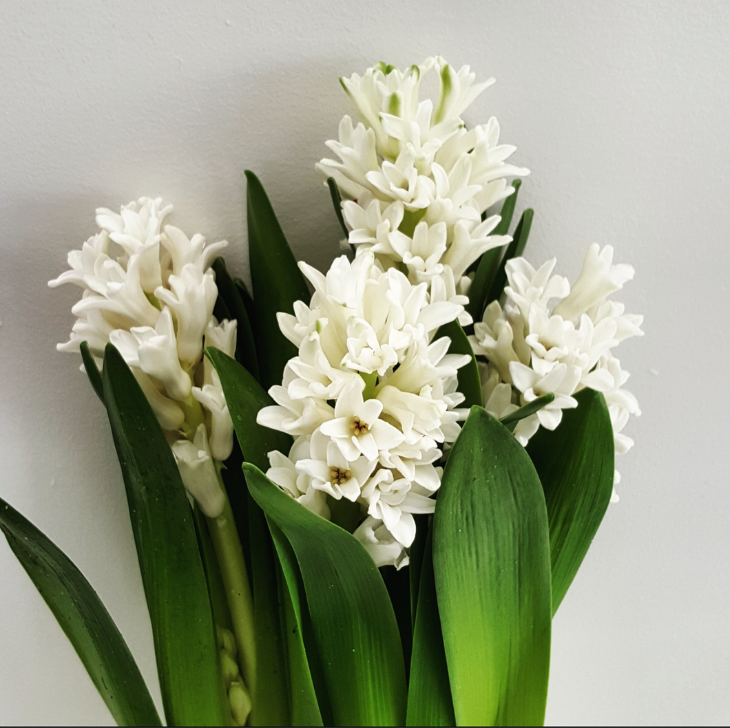 Fragrant Hyacinth - White
