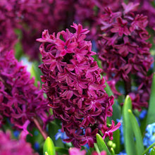 Load image into Gallery viewer, Fragrant Hyacinth - Magenta
