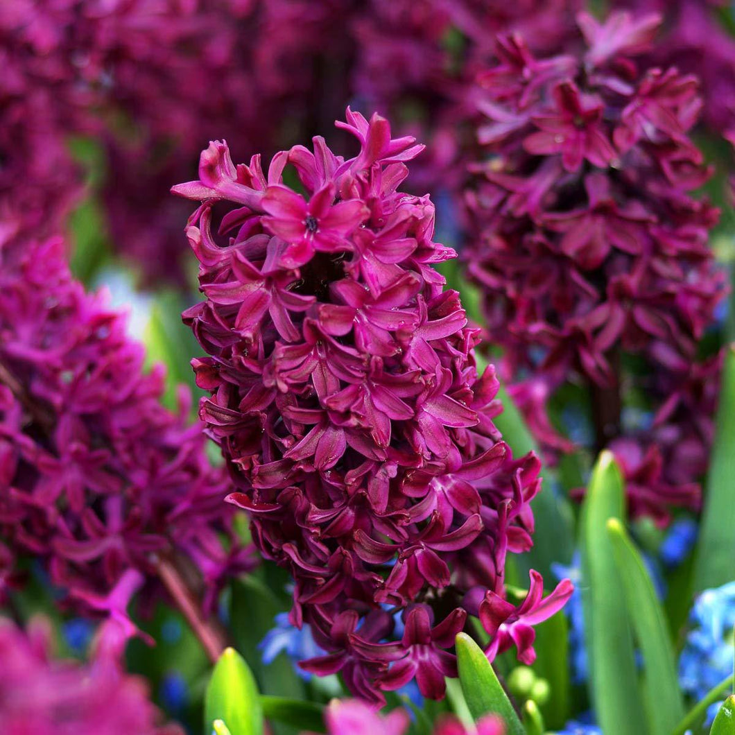 Fragrant Hyacinth - Magenta