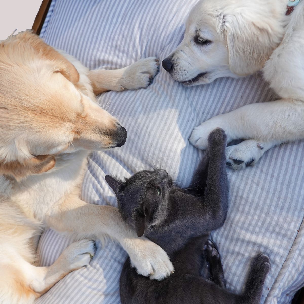 Two dogs and a cat napping together on a bed