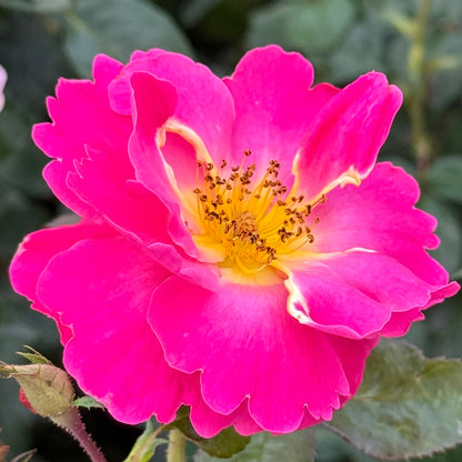 Rose - Shining Moment