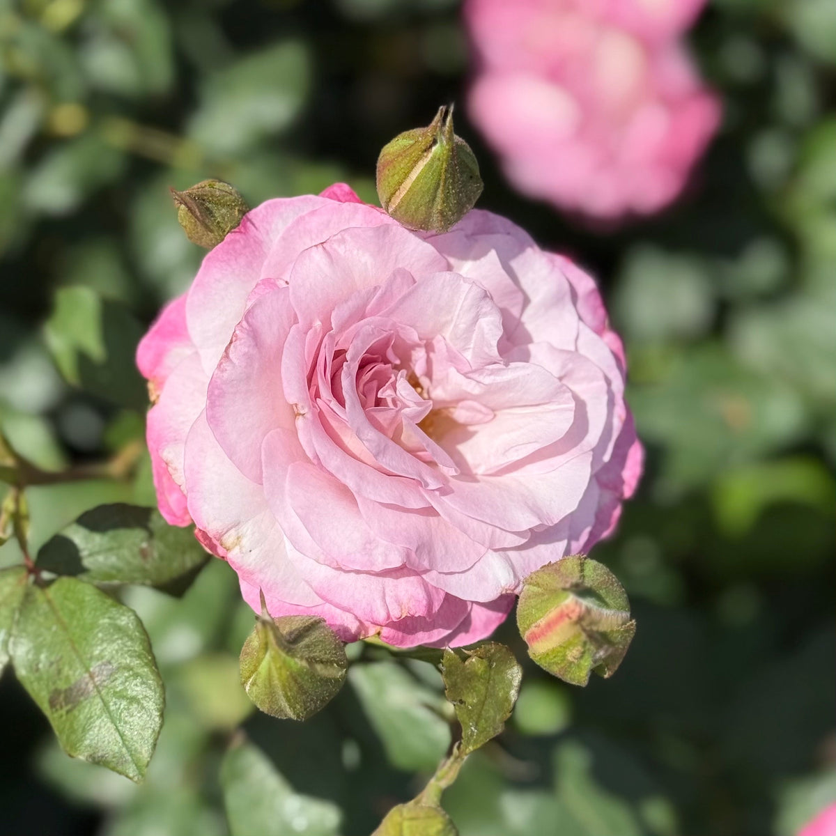 Rose - Nicole Carol Miller