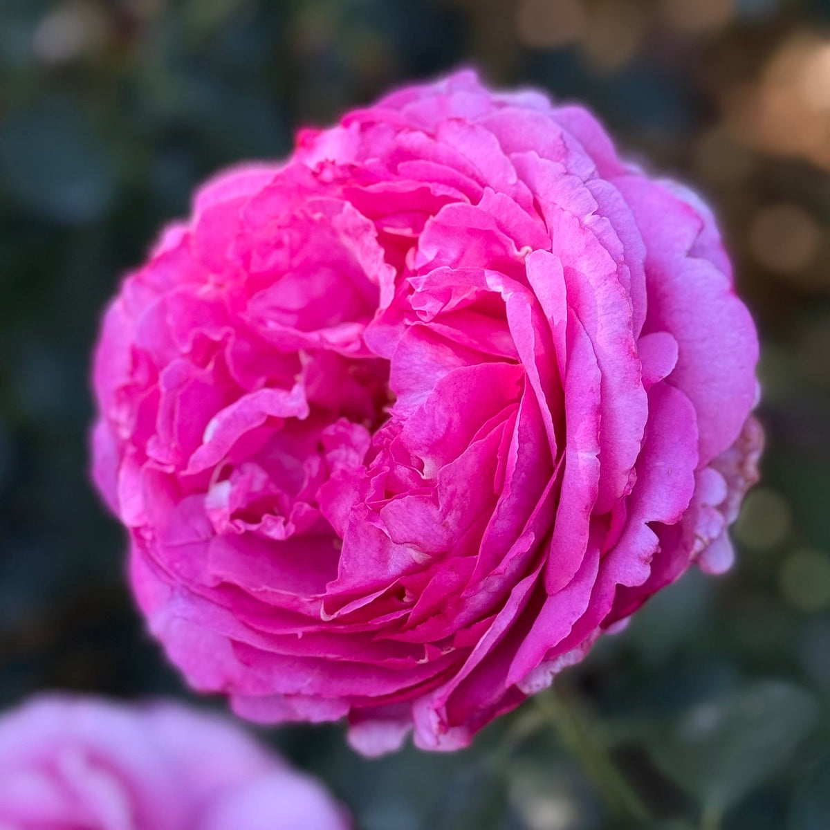 Rose - Yves Piaget