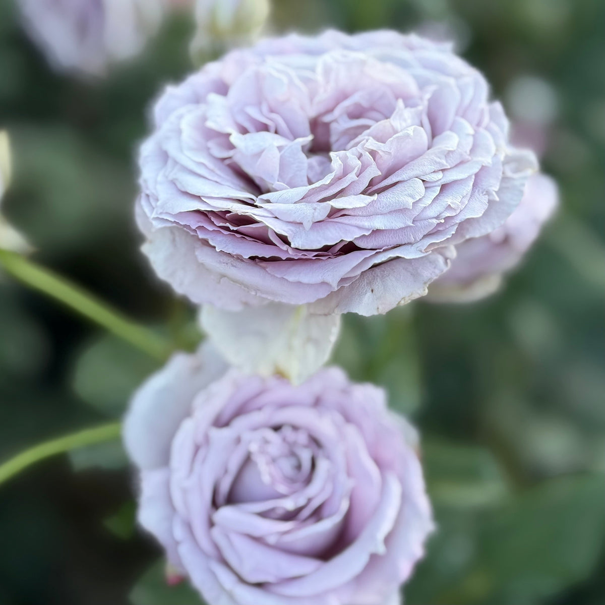Rose - Poseidon