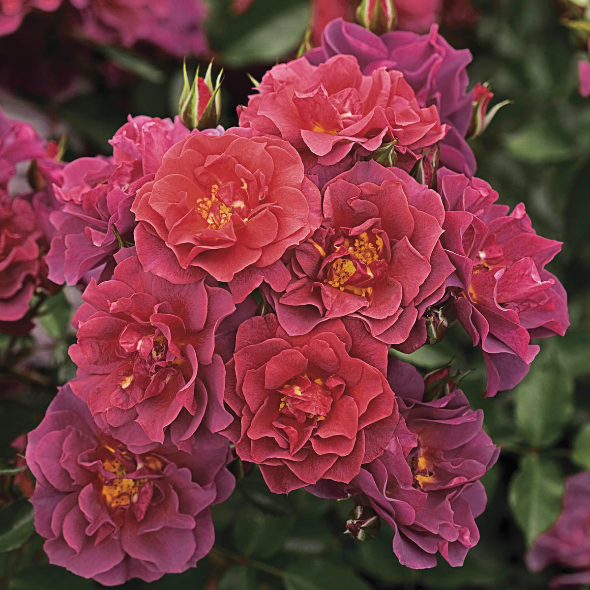 Rose - Cinco de Mayo