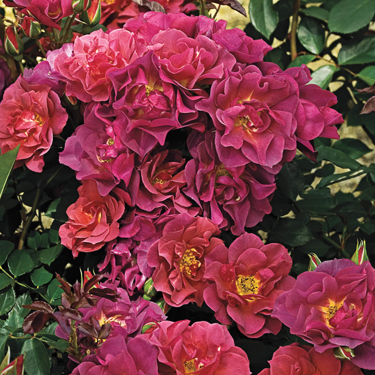 Rose - Cinco de Mayo